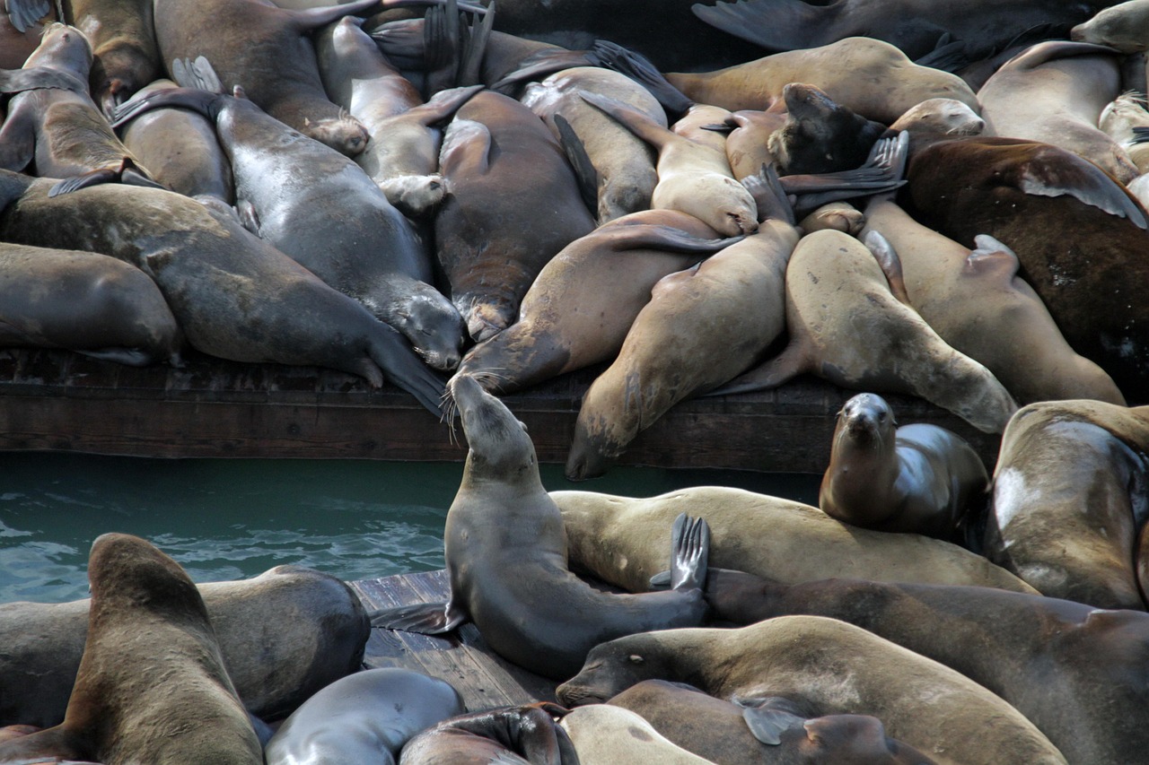 看看屋app详情下载教程