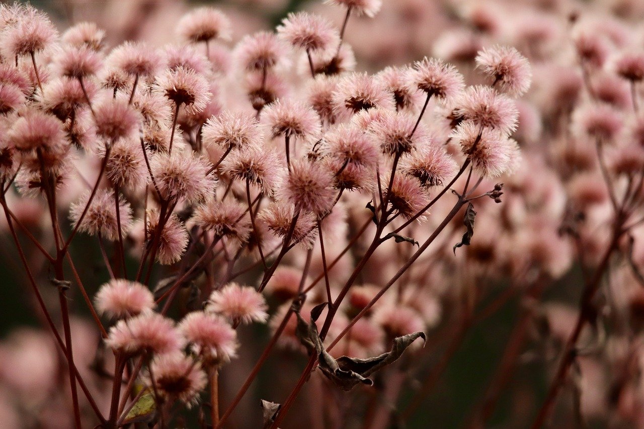 无嘴黄骆驼：哪个平台购买黄金