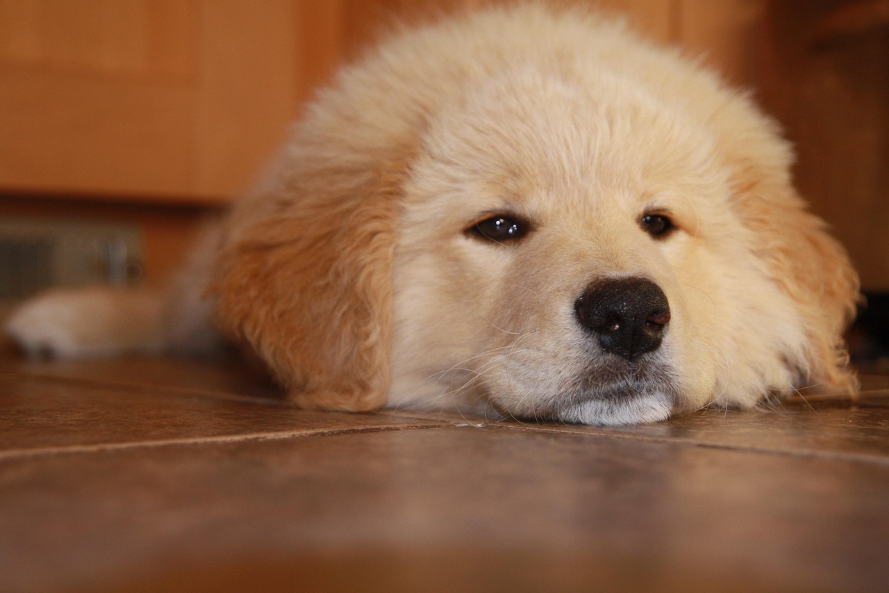 电销电话手机卡：宾利购买平台